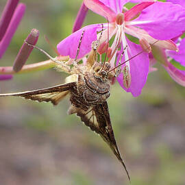 Alfalfa Looper Moth on Fireweed #1 by Nancy Gleason