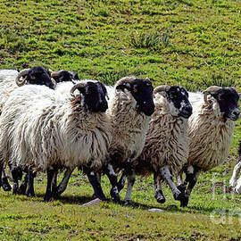 All Together Now by Olivier Le Queinec