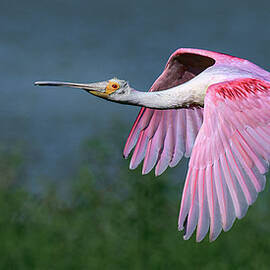 Almost Home by Maryanne Keeling