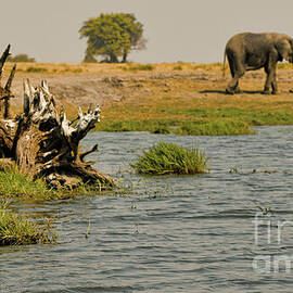 Along the Chobe River by Natural Focal Point Photography