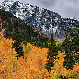 Alpine Loop Aspens and Mount Timpanogos, Utah by Abbie Matthews