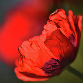 Amapola 3 by Ursula Abresch