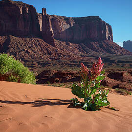 Amaranth Monument Valley Arizona Desert by Mary Lee Dereske