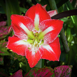 Amaryllis Flower by Louis Dallara