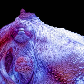 Amazing Giant Pacific Octopus