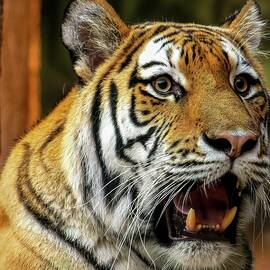 Amba by Deb Beausoleil