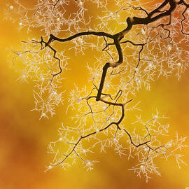 Amber by Moira Risen