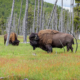 American Bison by Kelley King