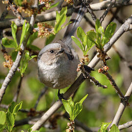 American Bushtit perched in New Mexico Privet  by Mary Lee Dereske