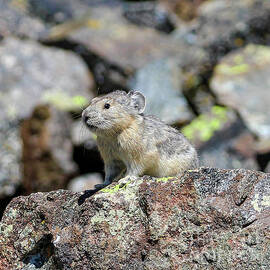 American Pika  by Shirley Dutchkowski