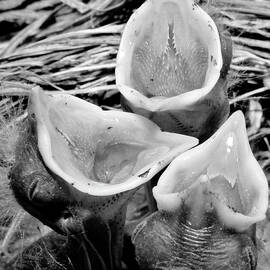American Robin Chicks BW by Susan Candelario