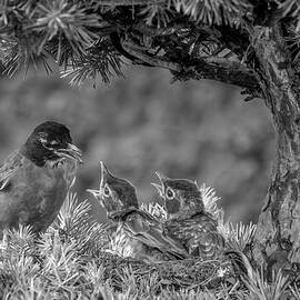 American Robin Nest BW by Susan Candelario
