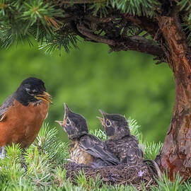 American Robin Nest by Susan Candelario