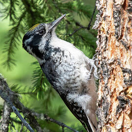 American Three-toed Woodpecker by Cascade Colors