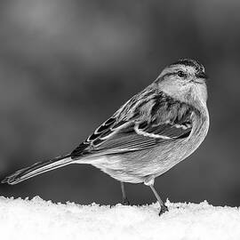 American Tree Sparrow BW by Susan Candelario