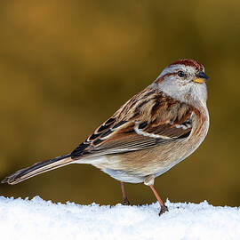 American Tree Sparrow by Susan Candelario