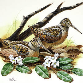 American Woodcock and Mayflower by Don Balke