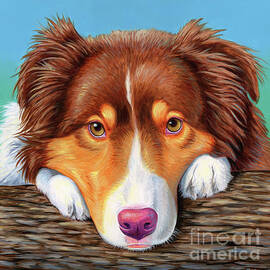 Ammo the Red Tricolor Australian Shepherd by Rebecca Wang