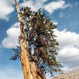 Ancient Bristlecone Survivor  by Joe Schofield