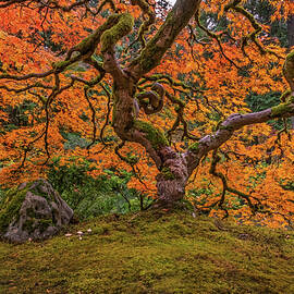 Ancient Maple Tree in Autumn by Mary Jo Allen