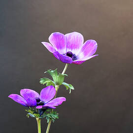 Anemone Study by Richard Reeve
