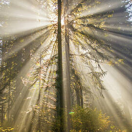 Angel in the Woods by Russell Wells
