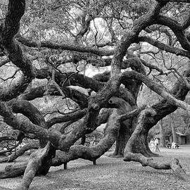 angel oak tree by Louis Dallara