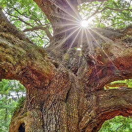 Angel Oak Tree Star SC by Susan Candelario