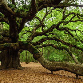 Angel Oak's tree Longest branch by Louis Dallara