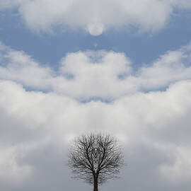 Angel Tree by Richard Reeve