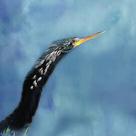 Anhinga 13C by Sally Fuller