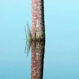 Anhinga 14A by Sally Fuller