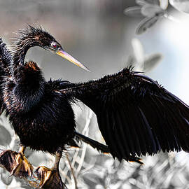 Anhinga 17A by Sally Fuller