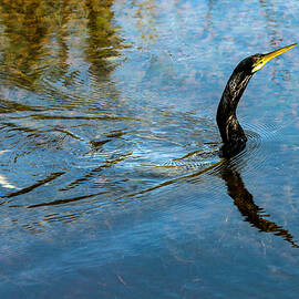 Anhinga 19A by Sally Fuller