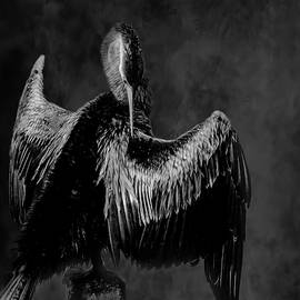 Anhinga 21B by Sally Fuller