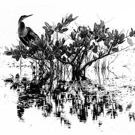 Anhinga 22A by Sally Fuller