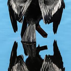 Anhinga 64A by Sally Fuller