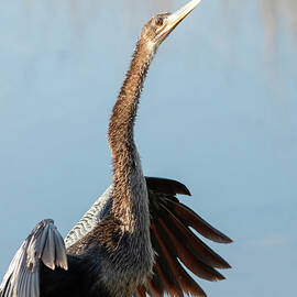 Anhinga 79A by Sally Fuller