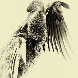 Anhinga 82B by Sally Fuller