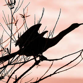 Anhinga 83B by Sally Fuller