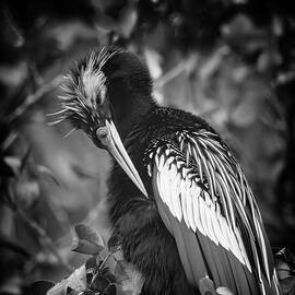 Anhinga 91B by Sally Fuller