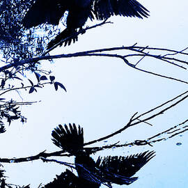 Anhinga 9A by Sally Fuller