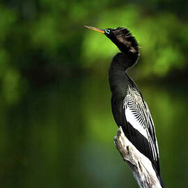 Anhinga Royale by Rebecca Herranen