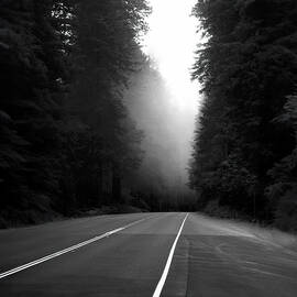 Another Foggy Morning on the Redwood Highway by Joe Schofield