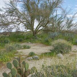Anza Borrego Desert Landscape by Rebecca Herranen