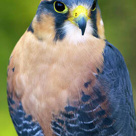 Aplomado Falcon #20 by Shirley Dutchkowski