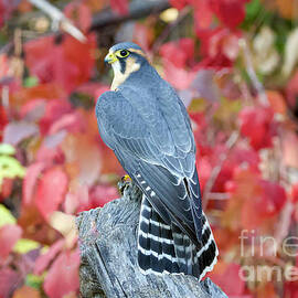 Aplomado Falcon #8 by Shirley Dutchkowski