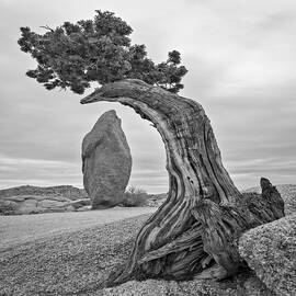 April 2019 Joshua Tree and Obelisk by Alain Zarinelli