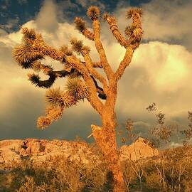 April 2025 Joshua Tree Sunset by Alain Zarinelli
