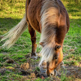 Archie of Bloomfield by DEE POTTER